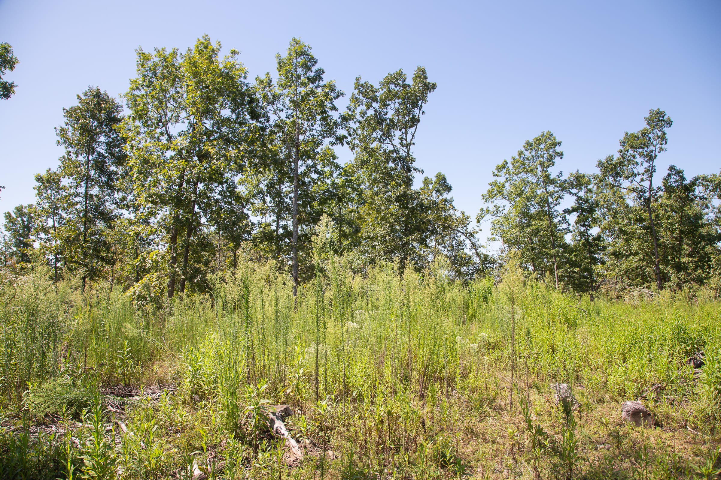 Borgmann’s Hollow Phase III Tract 73 photo 10