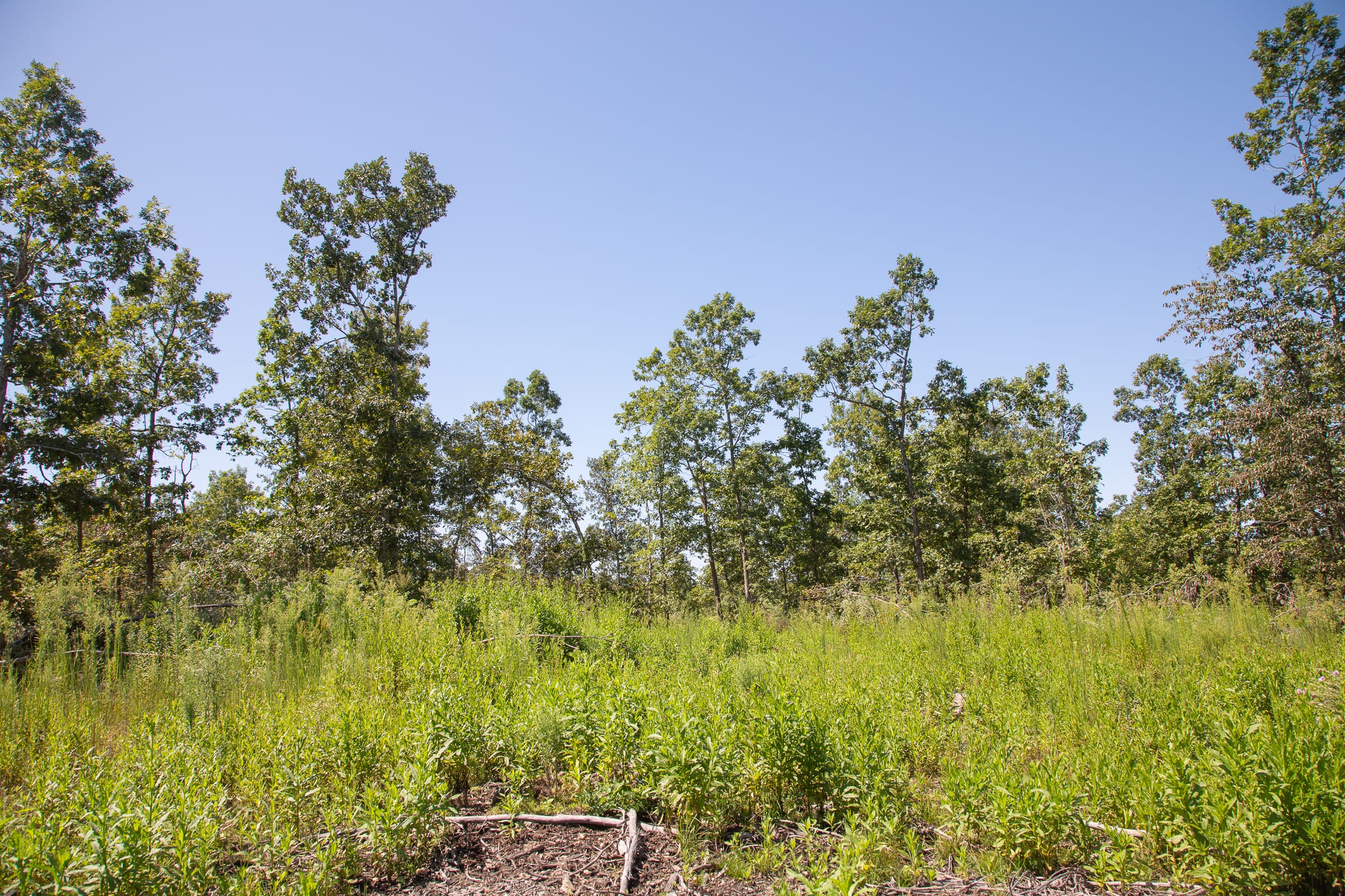 Borgmann’s Hollow Phase III Tract 73 photo 11