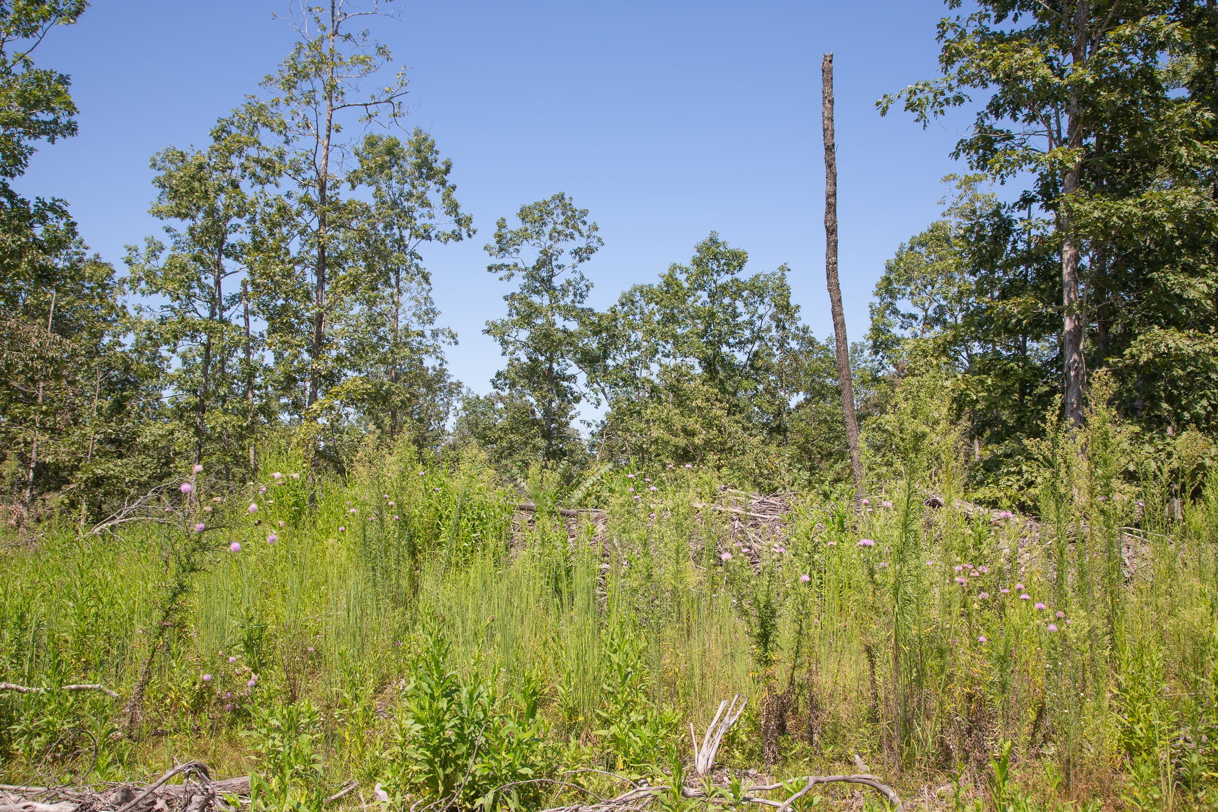 Borgmann’s Hollow Phase III Tract 73 photo 12