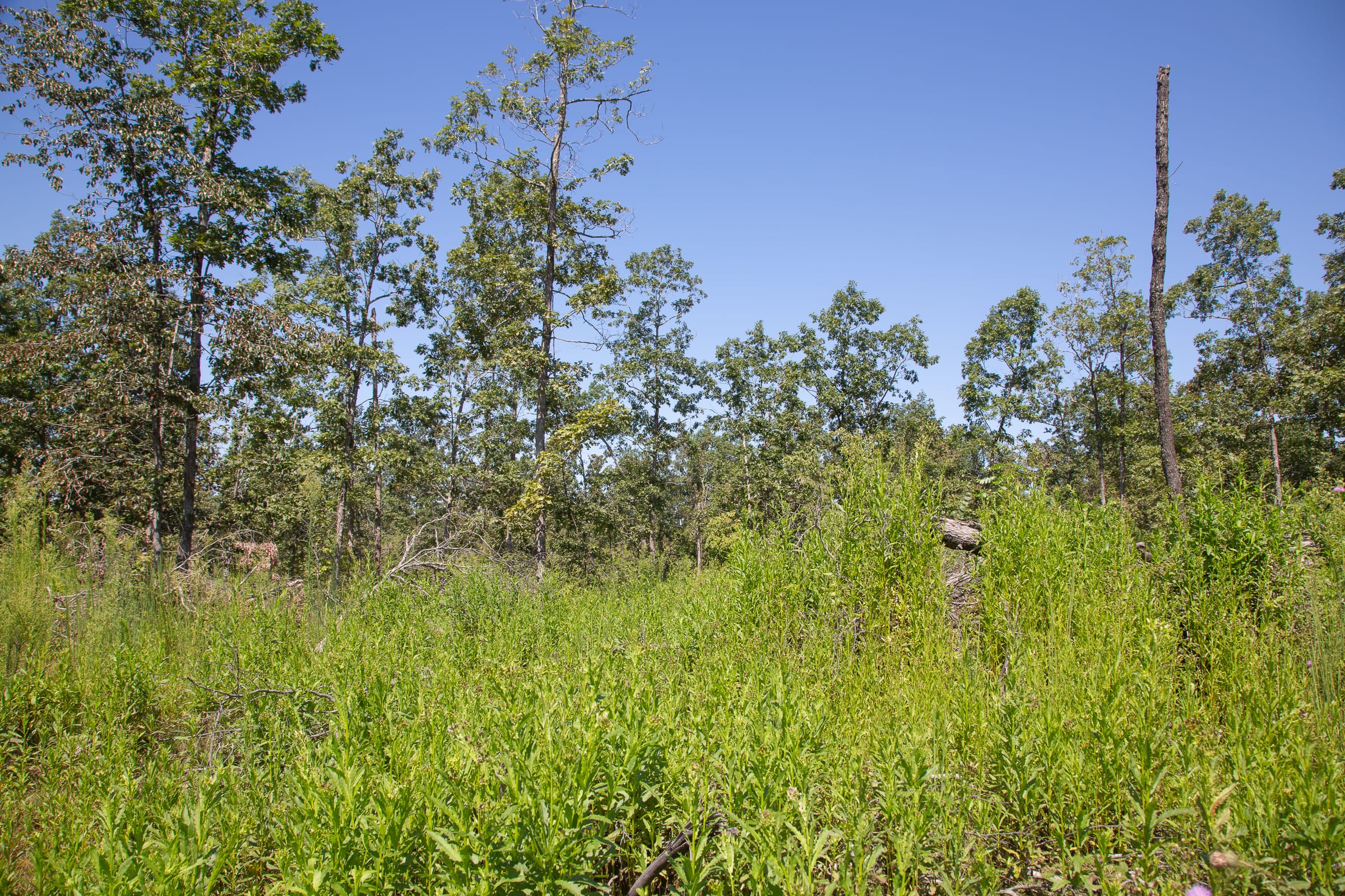 Borgmann’s Hollow Phase III Tract 73 photo 13