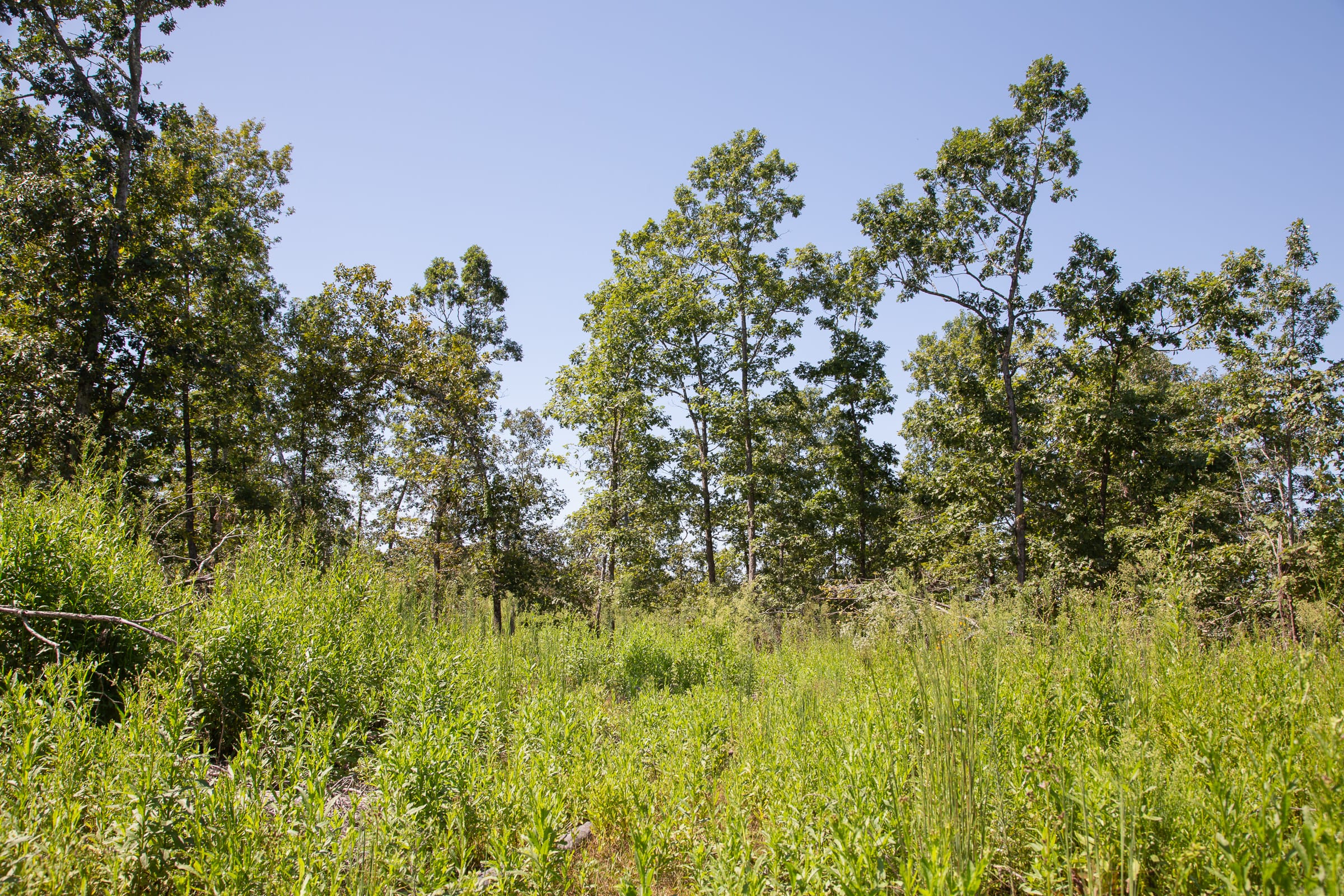 Borgmann’s Hollow Phase III Tract 73 photo 14
