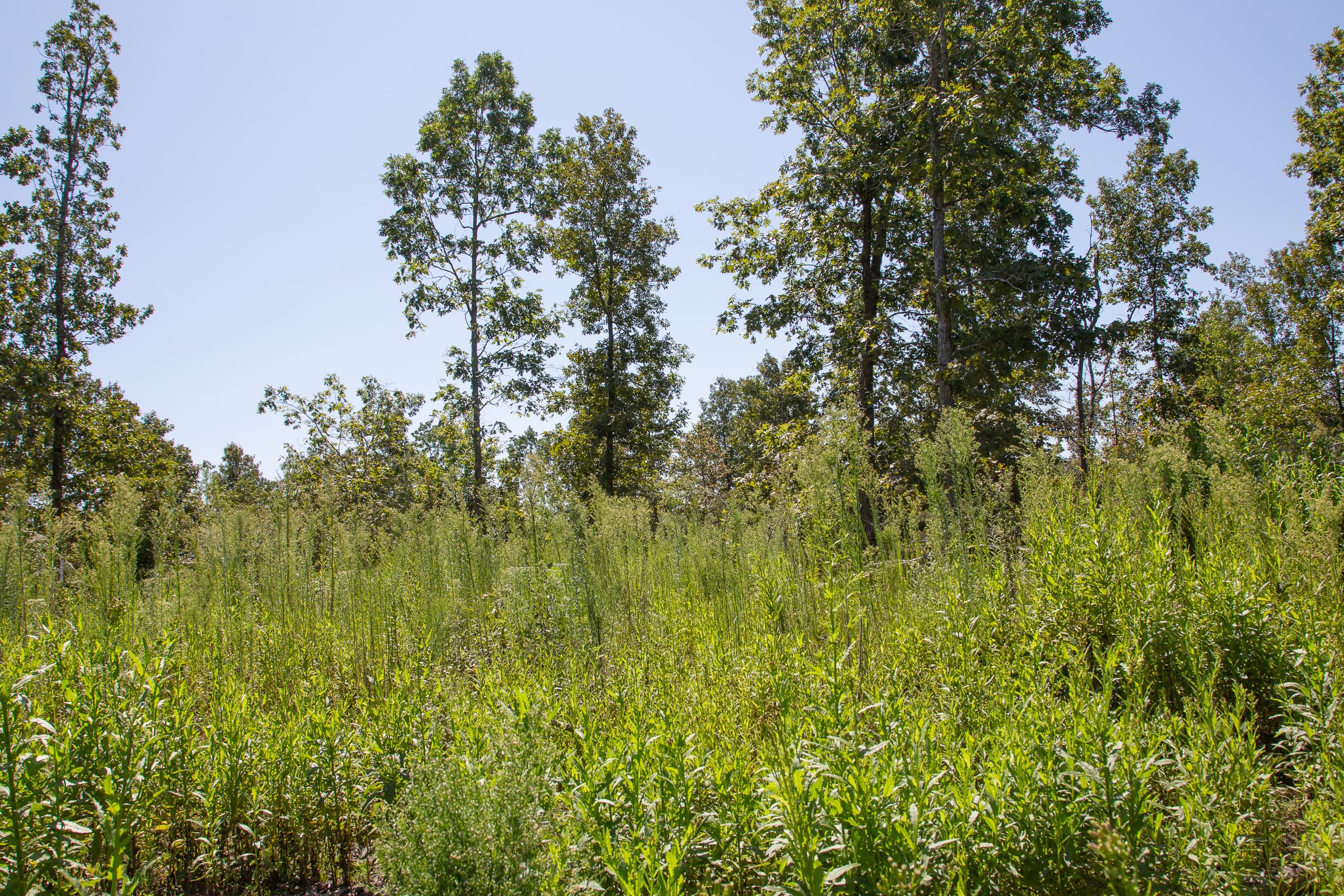 Borgmann’s Hollow Phase III Tract 73 photo 15
