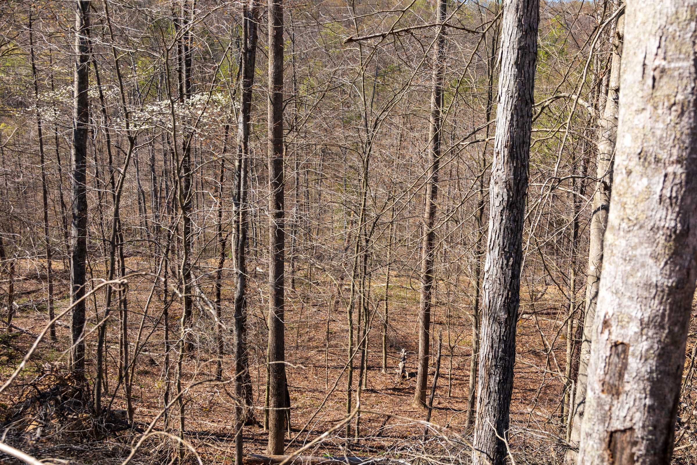 Creek Hollow Phase I Tract 33 photo 2