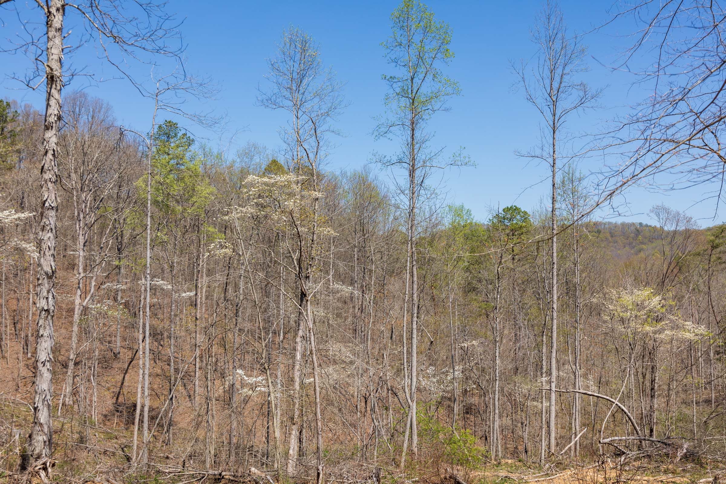 Creek Hollow Phase I Tract 33 photo 9