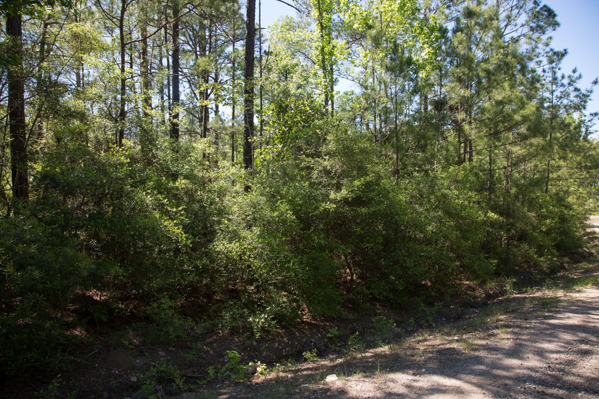 Rayburn Country Tract 299 photo 3