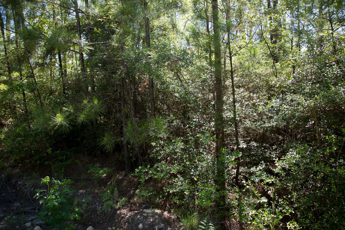 Rayburn Country Tract 299 photo 6