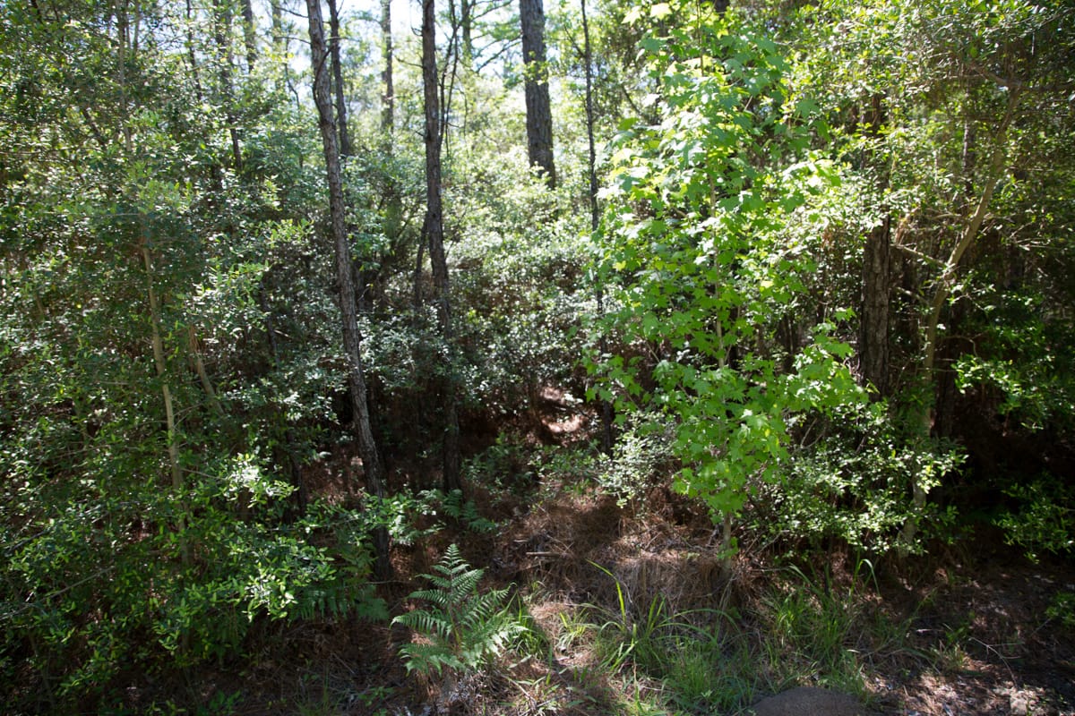 Rayburn Country Tract 299 photo 7