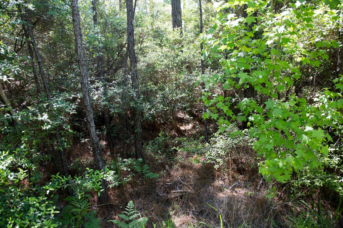 Rayburn Country Tract 299 photo 8