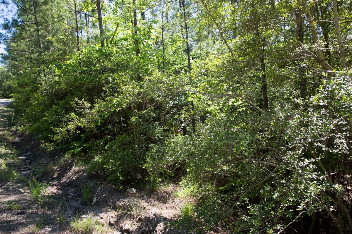 Rayburn Country Tract 299 photo 10