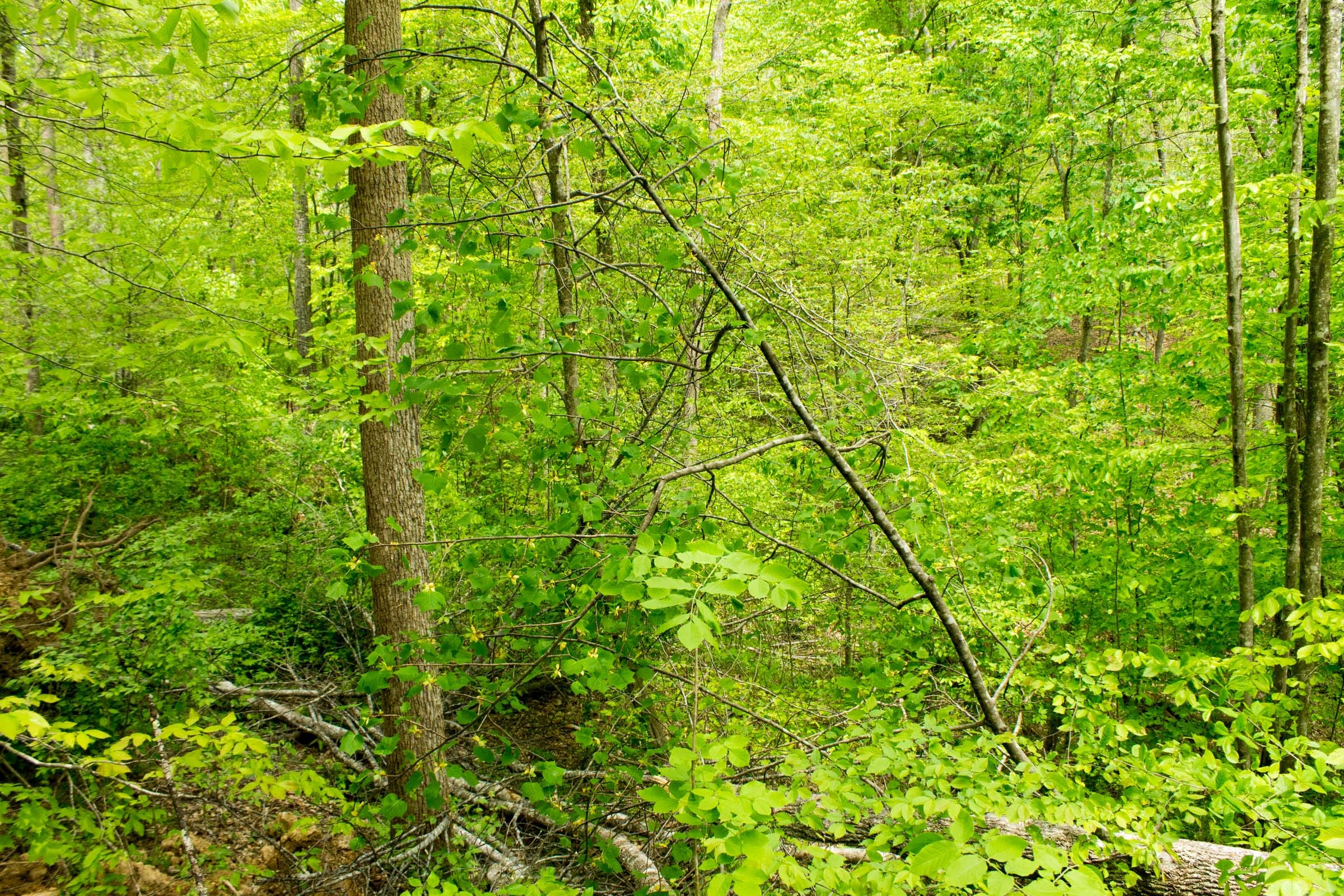 Trails End Tract 10 photo 4
