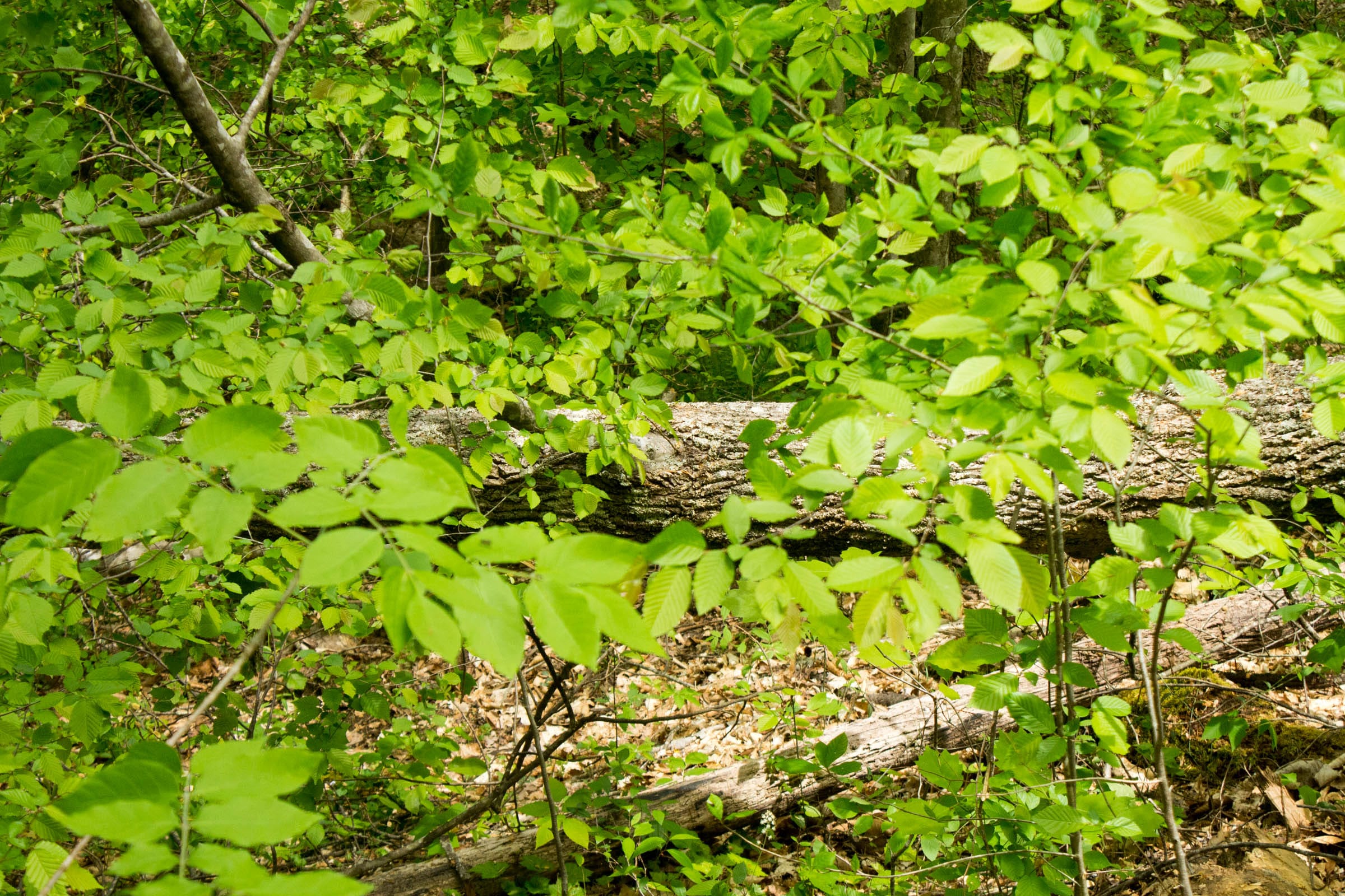 Trails End Tract 10 photo 5