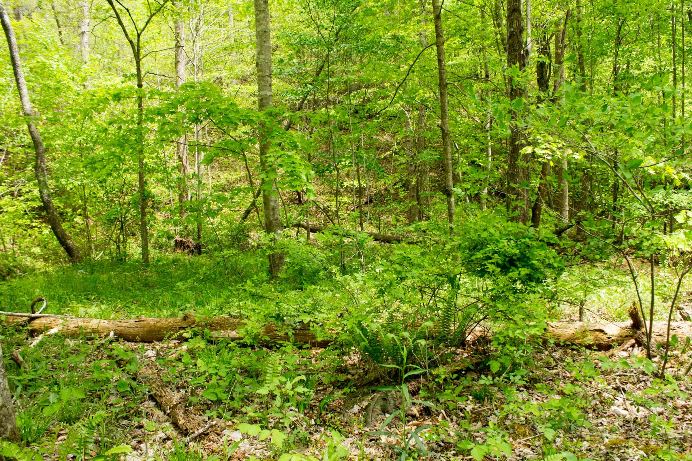 Trails End Tract 10 photo 9