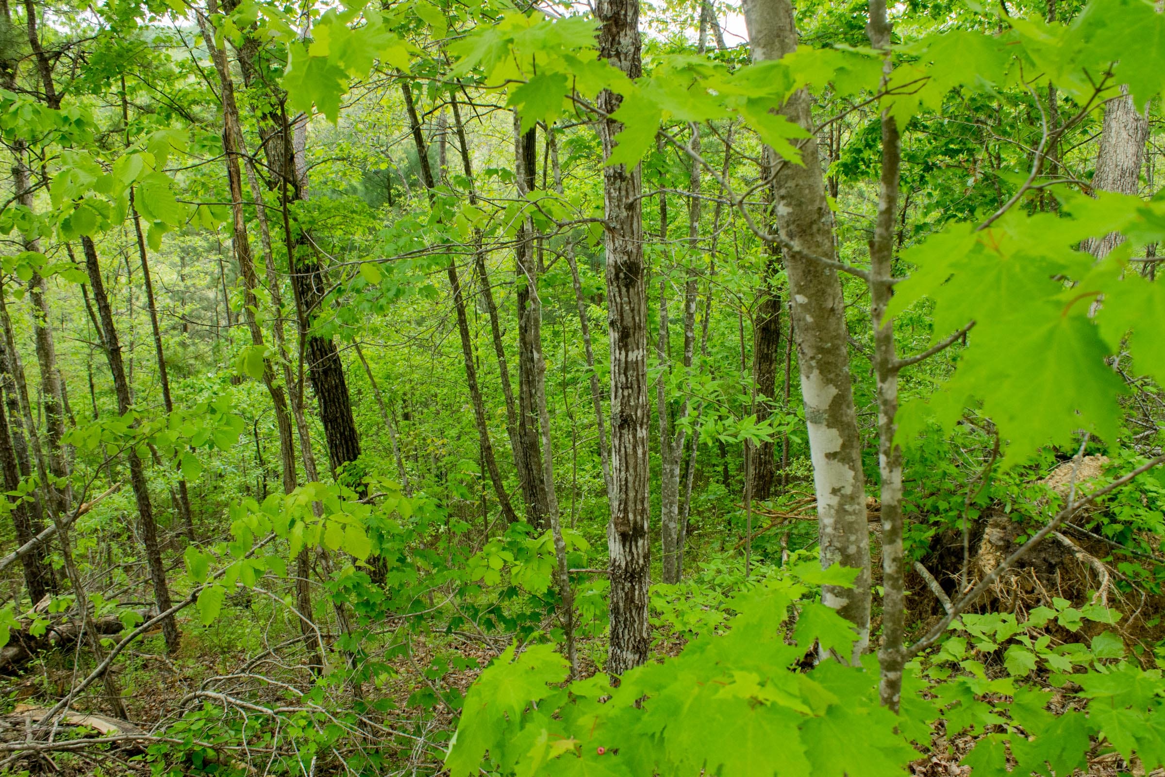 Trails End Tract 10 photo 10