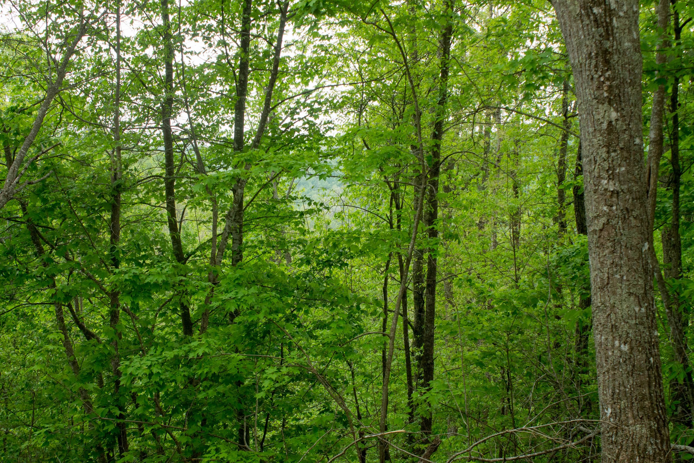 Trails End Tract 10 photo 15