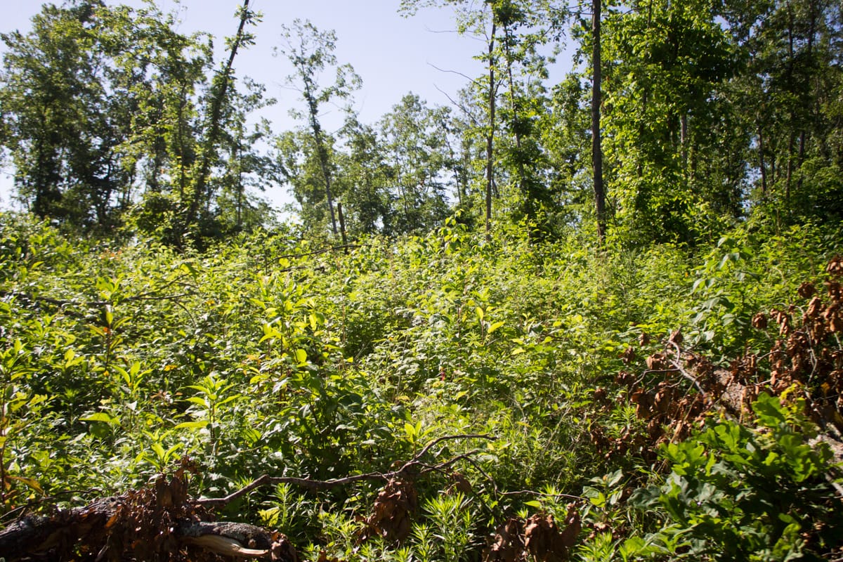 Timber Crossing Tract 2 photo 7