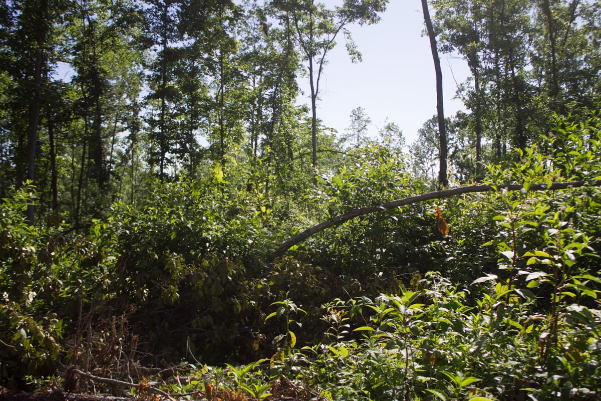 Timber Crossing Tract 2 photo 8