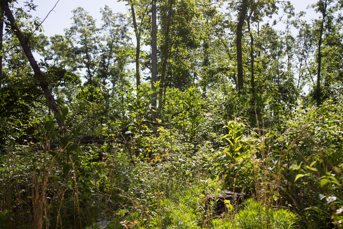 Timber Crossing Tract 2 photo 9