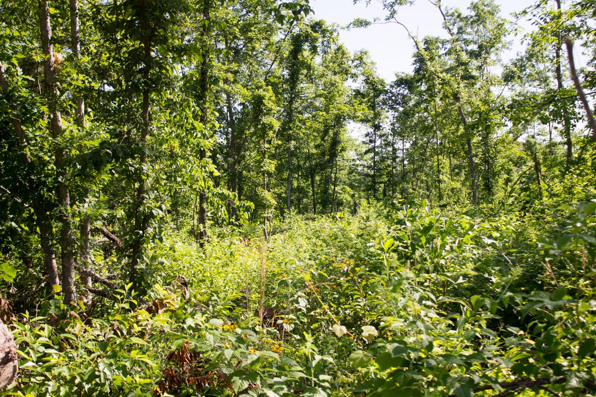 Timber Crossing Tract 2 photo 10