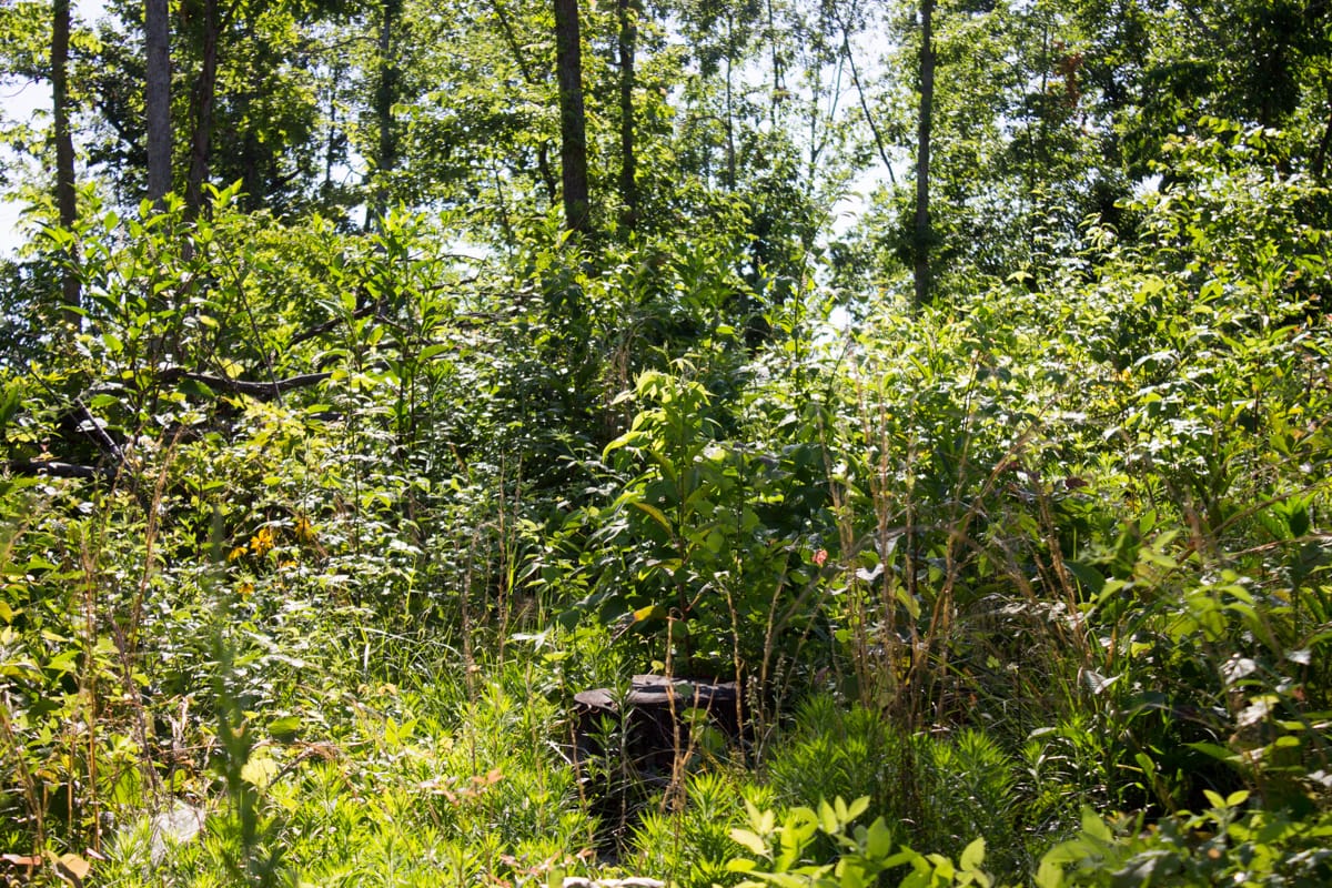 Timber Crossing Tract 2 photo 11