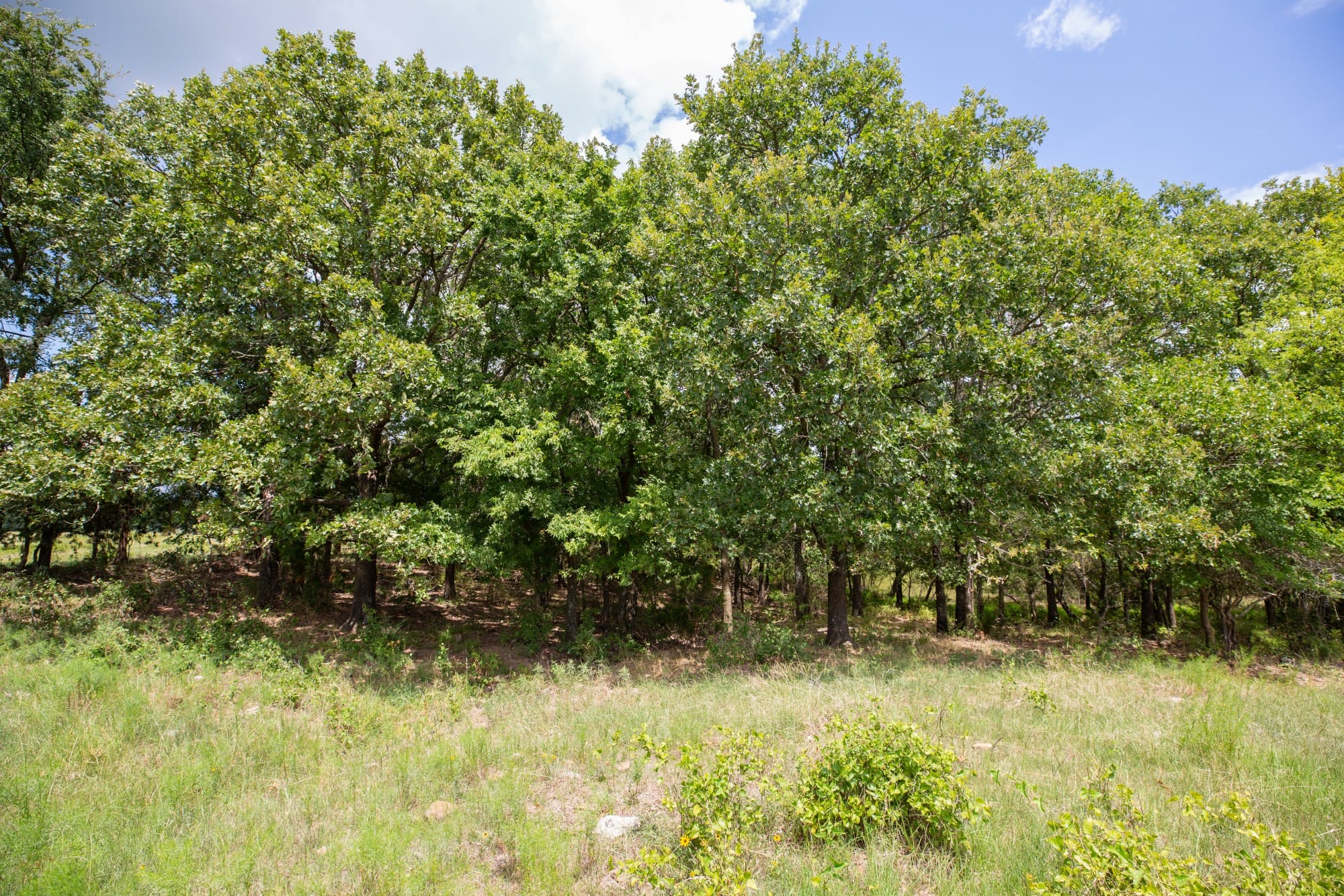 Paradise Valley Tract 13 photo 5