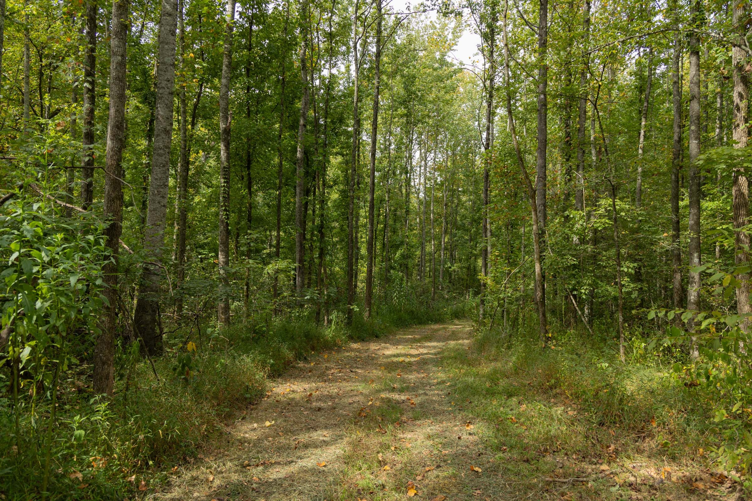 Big White Oak Tract 123 photo 1