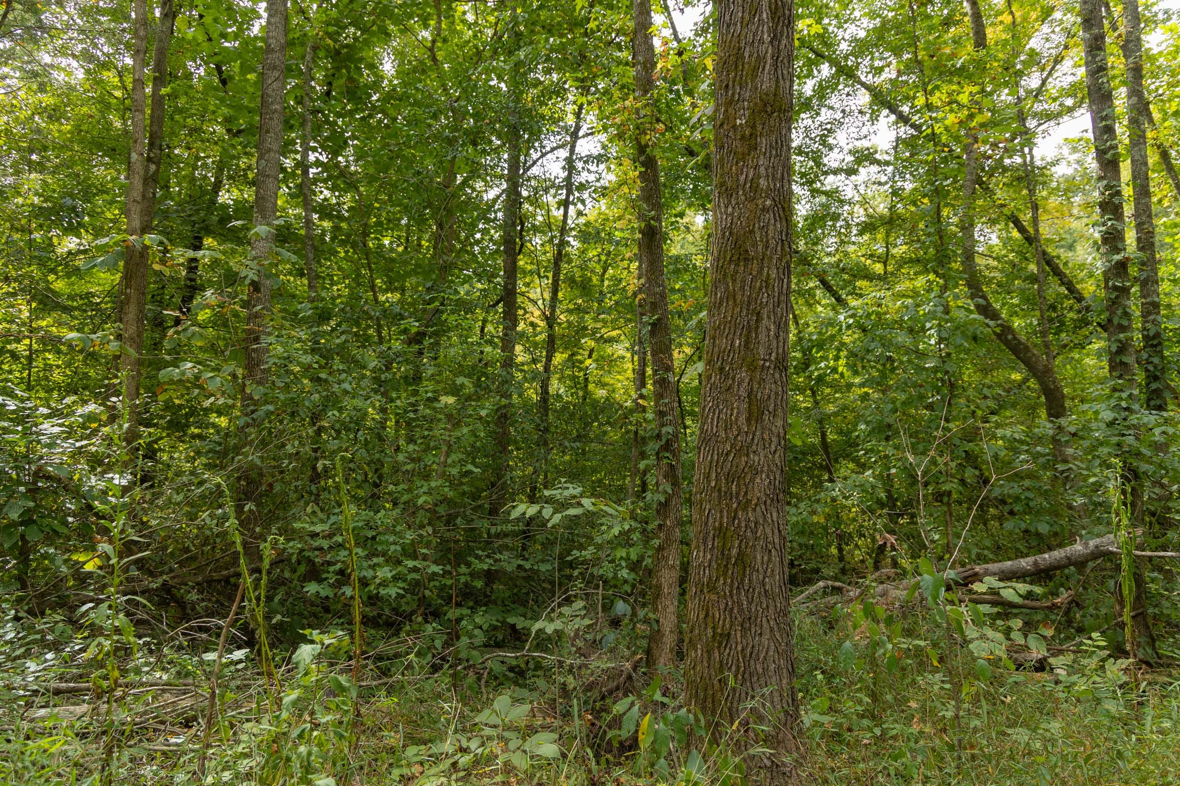 Big White Oak Tract 123 photo 14