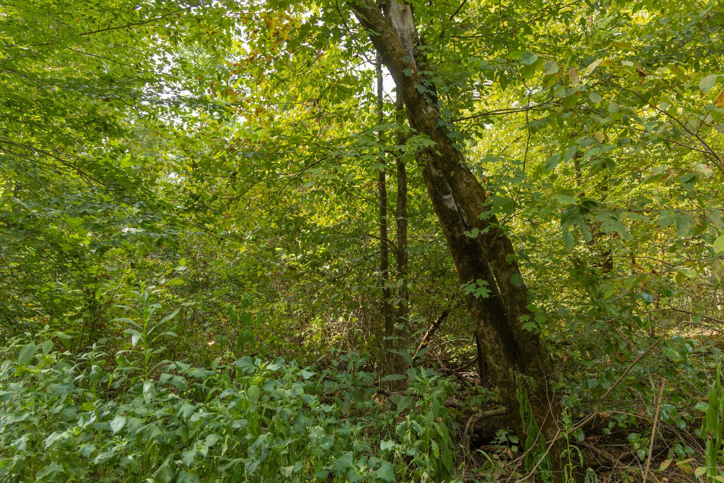 Big White Oak Tract 123 photo 13