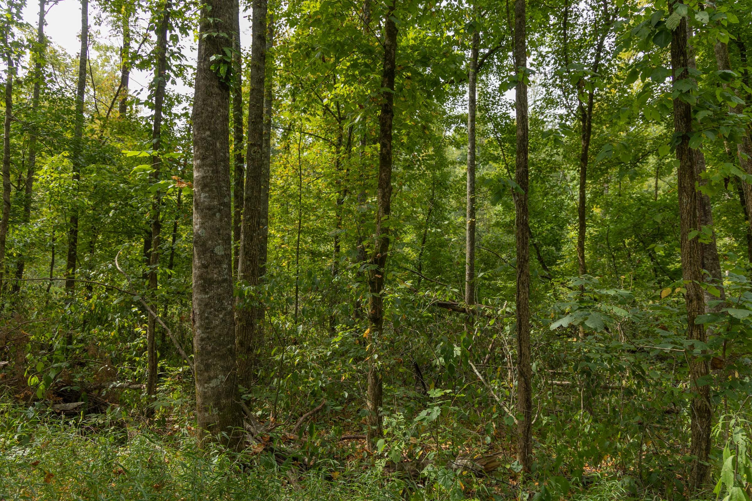 Big White Oak Tract 123 photo 12