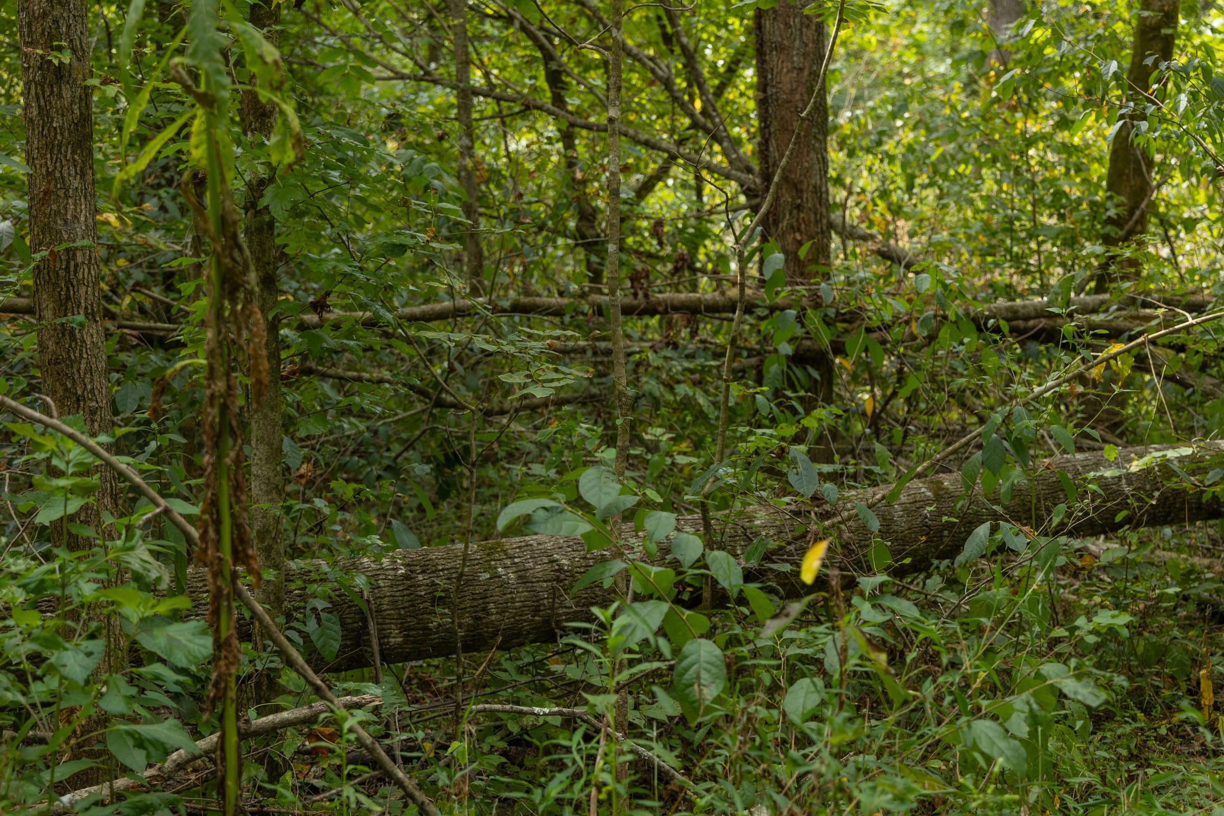Big White Oak Tract 123 photo 9