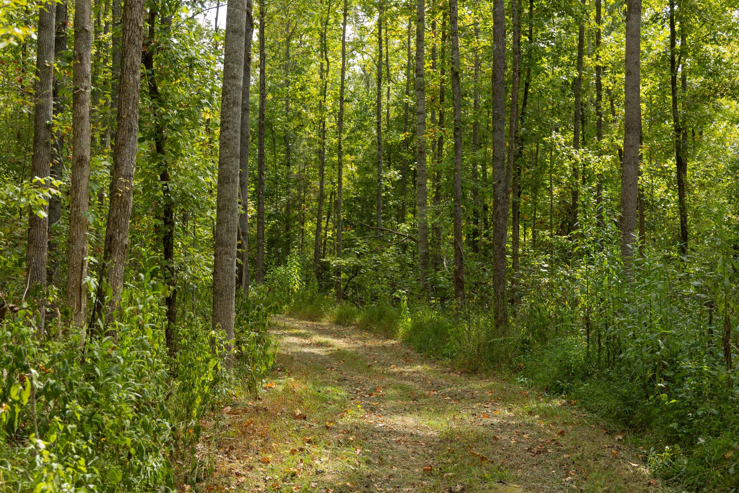 Big White Oak Tract 123 photo 8
