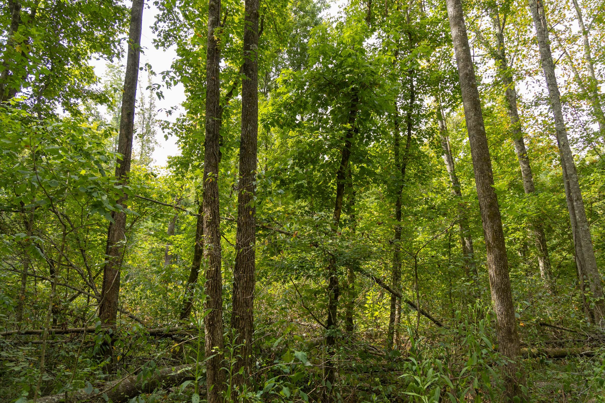 Big White Oak Tract 123 photo 6
