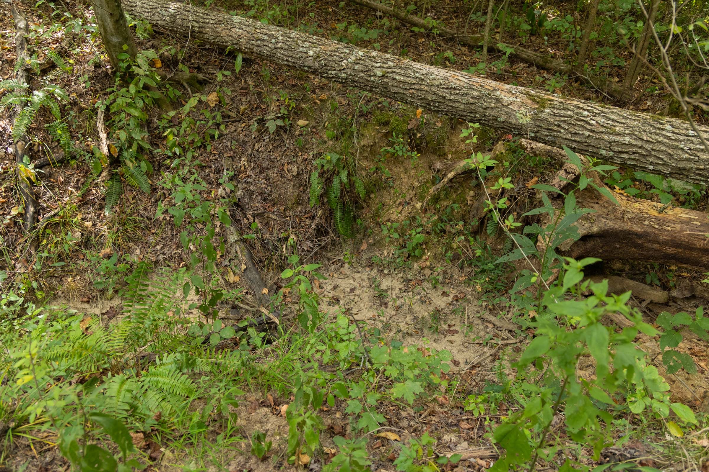 Big White Oak Tract 123 photo 5