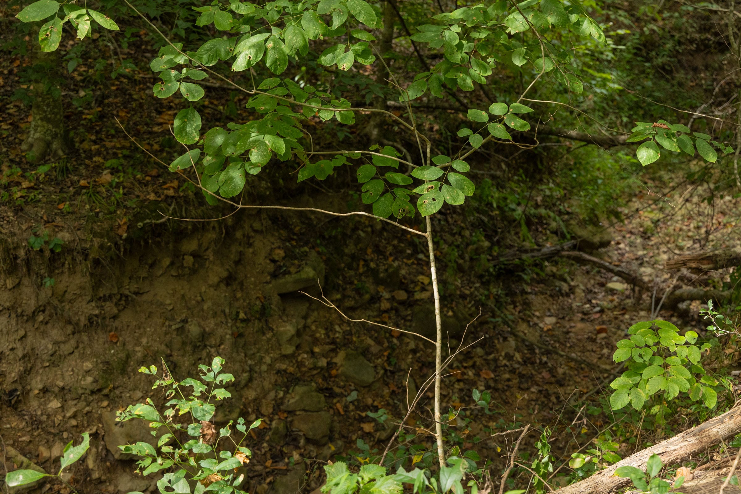 Big White Oak Tract 123 photo 4