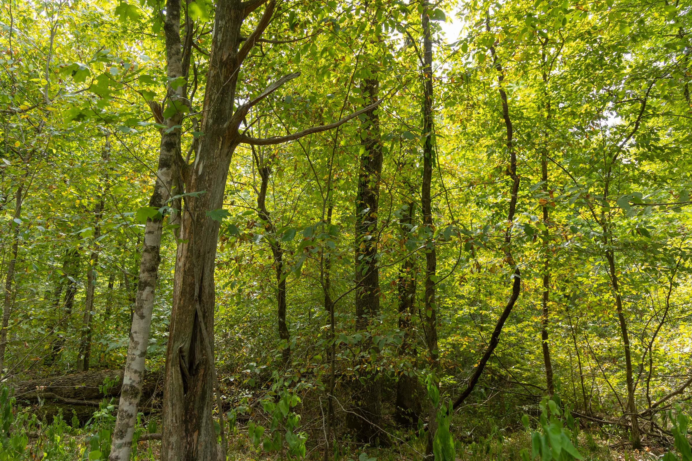 Big White Oak Tract 123 photo 3