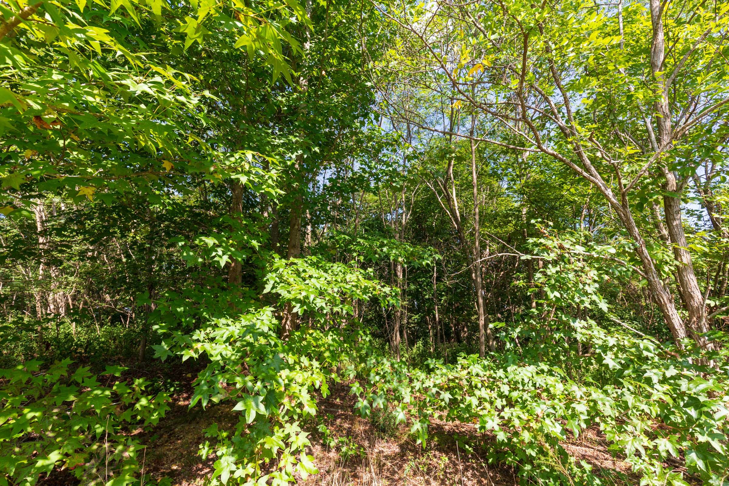 Redemption Ridge Tract 7 photo 4