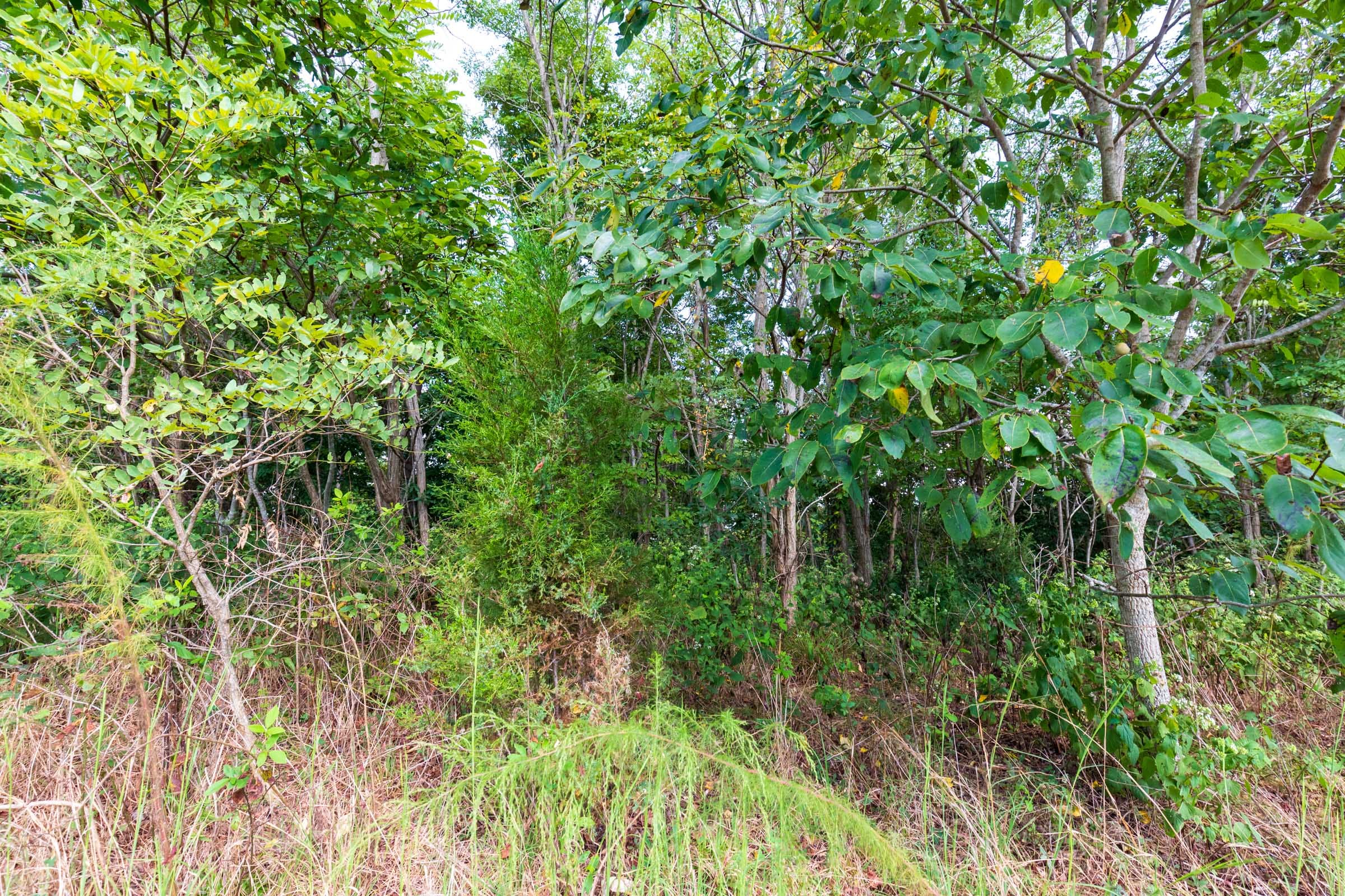 Redemption Ridge Tract 7 photo 7