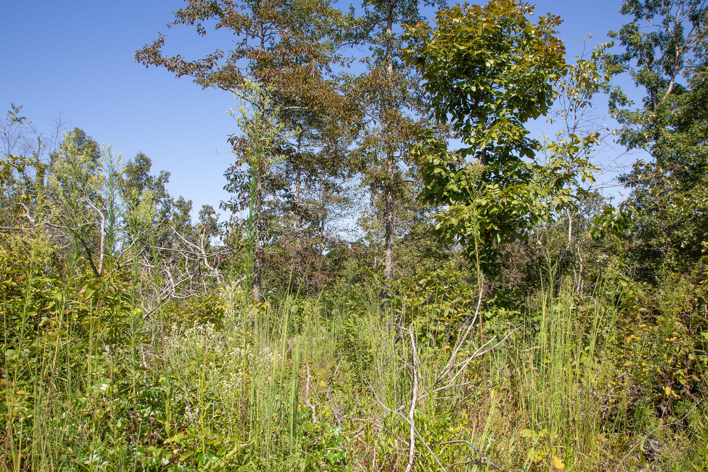 Borgmann’s Hollow Phase III Tract 89 photo 3