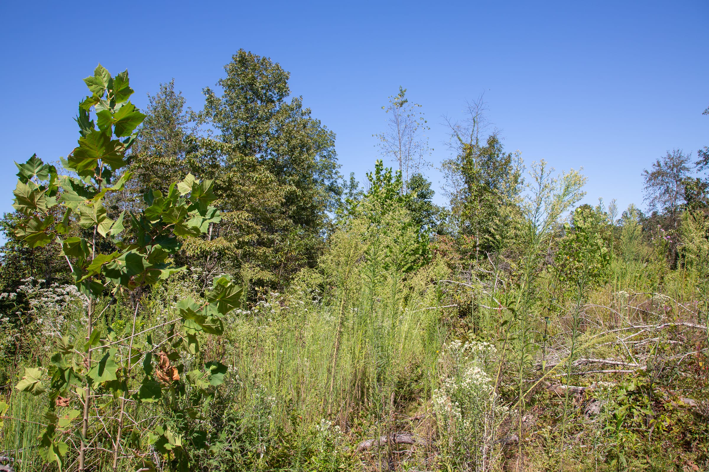 Borgmann’s Hollow Phase III Tract 89 photo 4