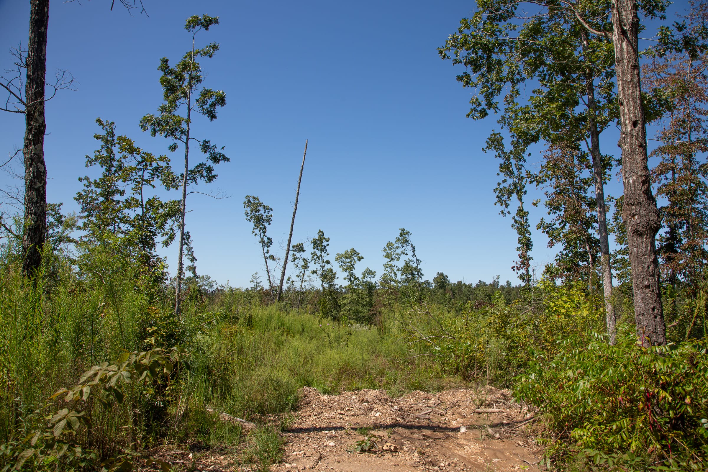Borgmann’s Hollow Phase III Tract 89 photo 5
