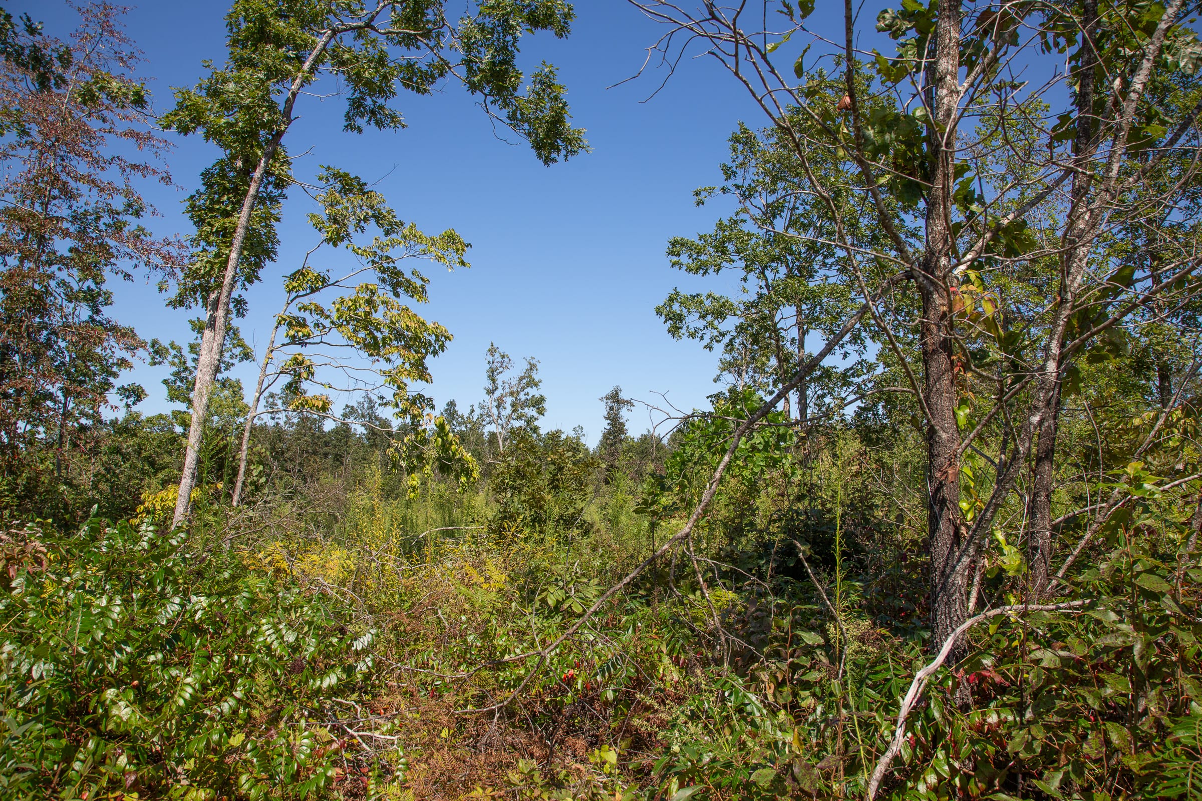 Borgmann’s Hollow Phase III Tract 89 photo 6