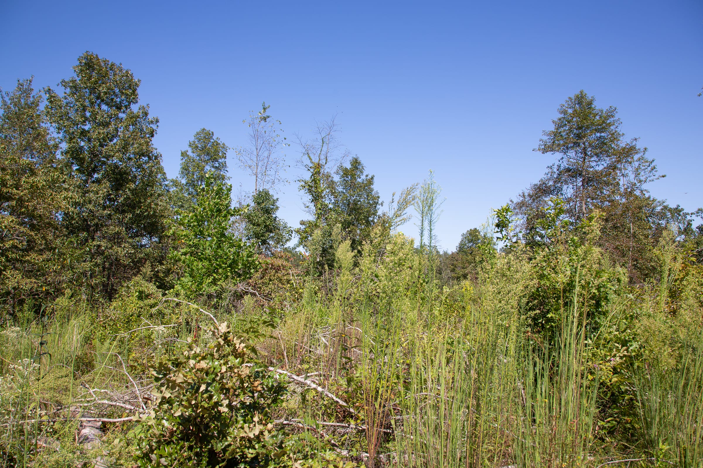 Borgmann’s Hollow Phase III Tract 89 photo 7