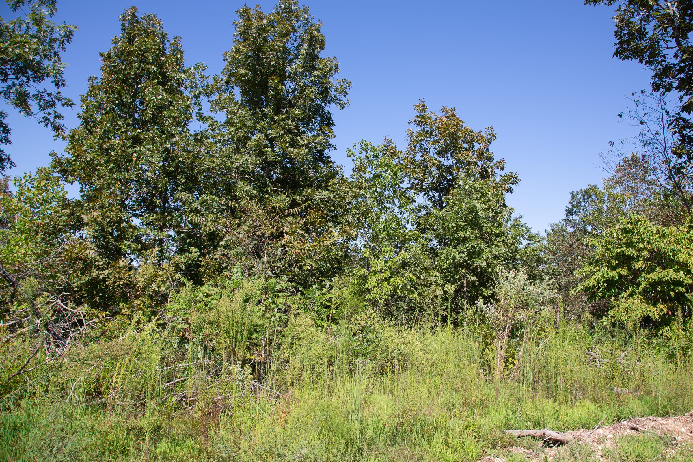 Borgmann’s Hollow Phase III Tract 89 photo 8