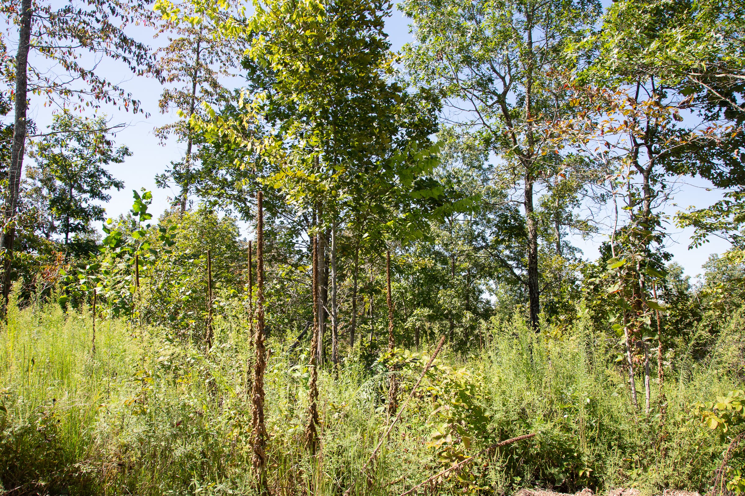 Borgmann’s Hollow Phase III Tract 89 photo 10