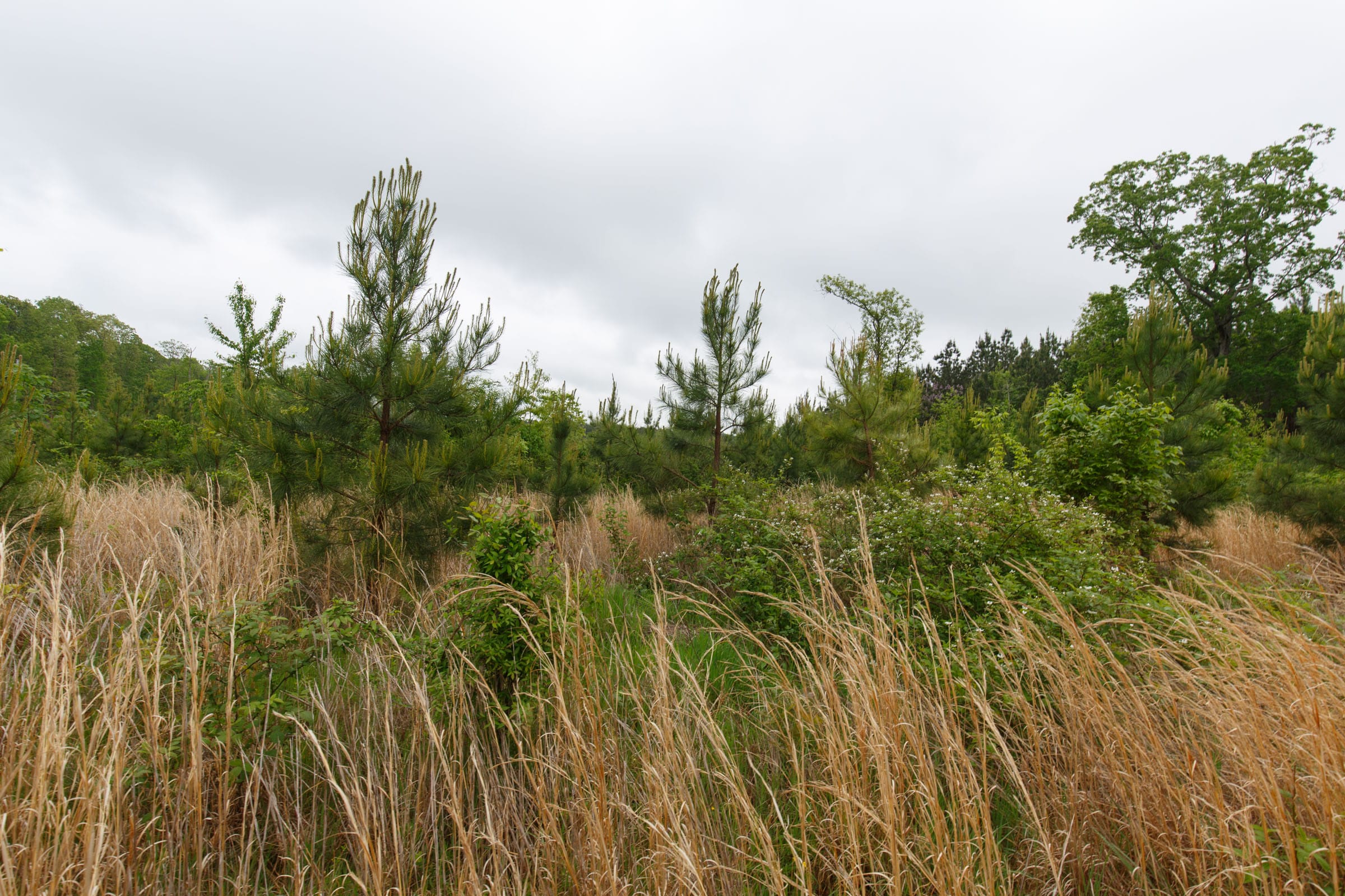 Red Barn Ranch Tract 5 photo 4