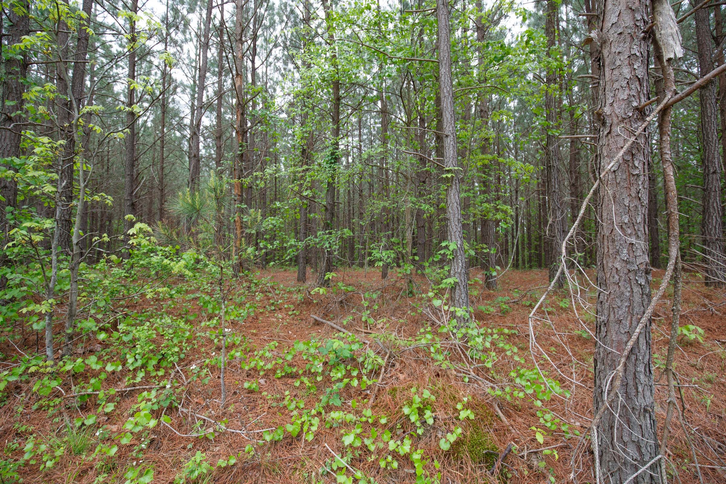 Red Barn Ranch Tract 5 photo 6