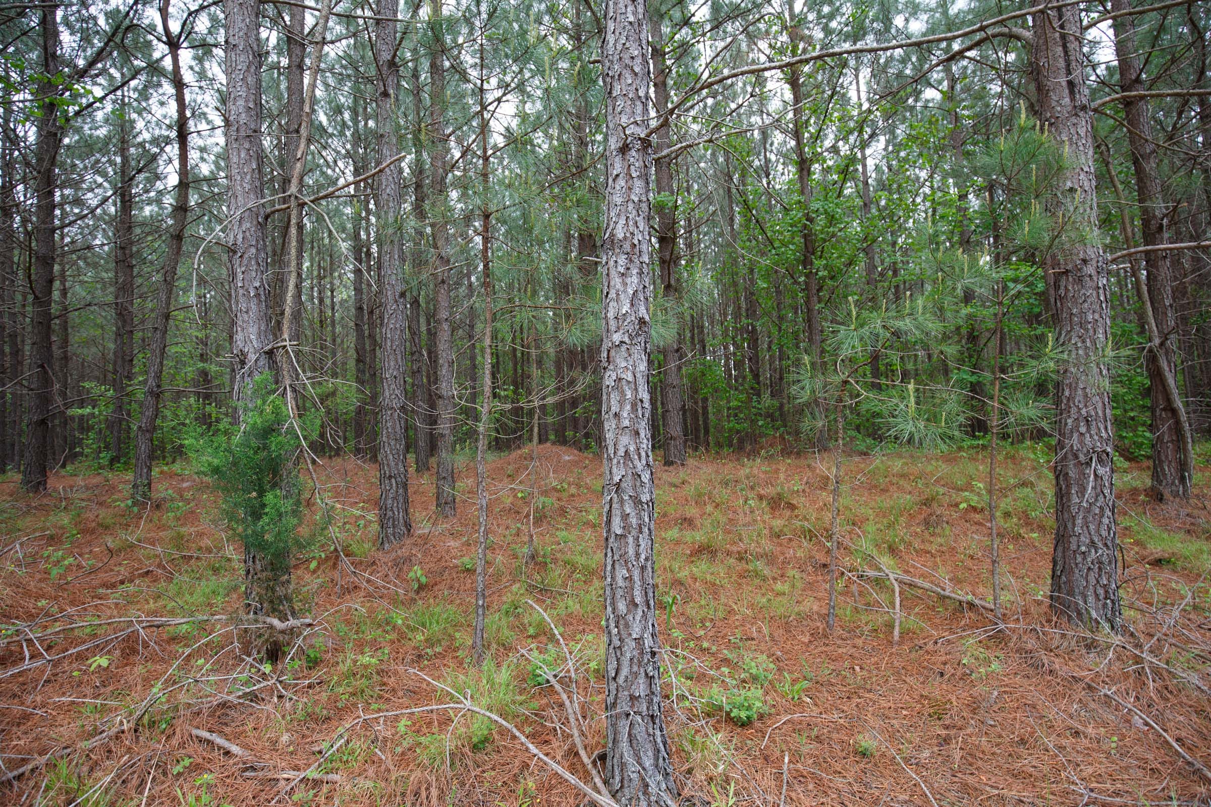 Red Barn Ranch Tract 5 photo 8