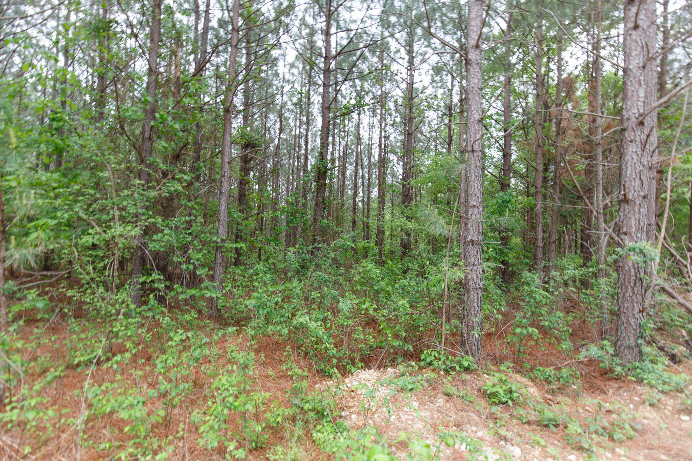 Red Barn Ranch Tract 5 photo 9