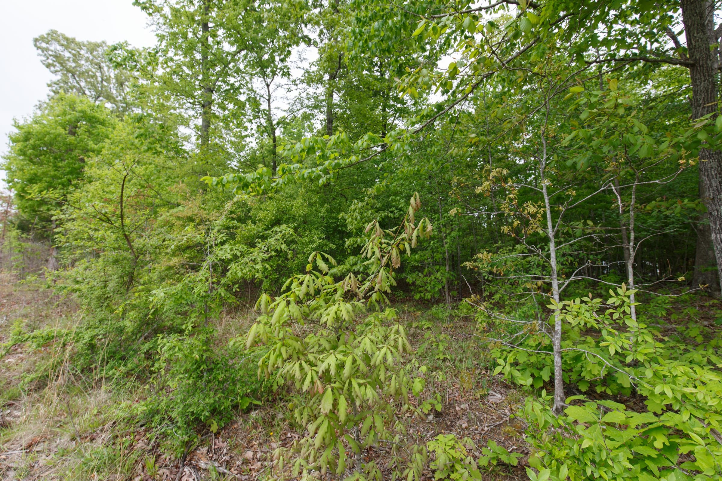 Red Barn Ranch Tract 5 photo 10
