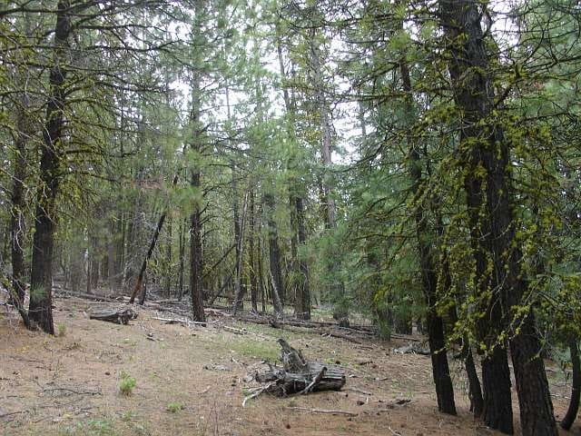 California Pines Tract 1 photo 4