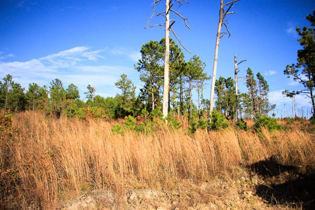 Stone Creek Phase III Tract 14 photo 3